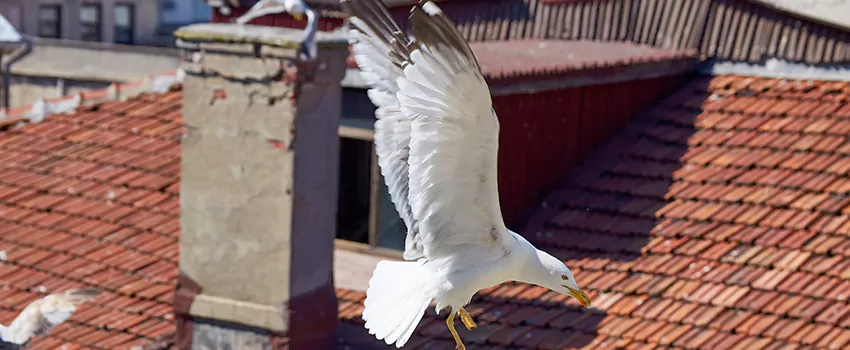 Residential Chimney Animal Removal Solution in Plainfield, IL